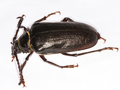 Prionus coriarius